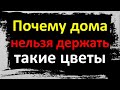 Почему дома нельзя держать такие цветы. Каких растений не должно быть в Вашем доме. Народные приметы