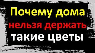 Почему дома нельзя держать такие цветы. Каких растений не должно быть в Вашем доме. Народные приметы