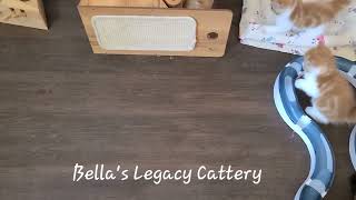 G ESH babies are having fun! by Bella's Legacy Cattery 17 views 1 year ago 30 seconds