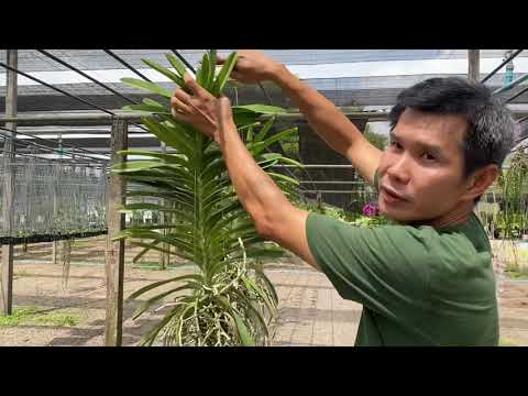 วีดีโอ: วิธีการเลือกกล้วยไม้
