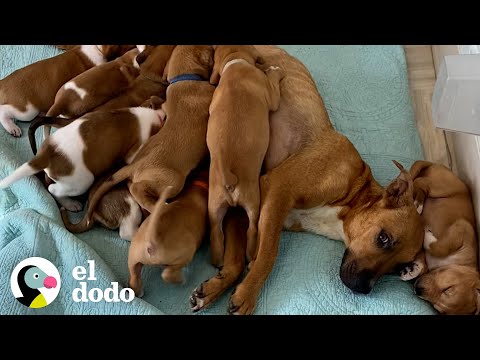 Perrita mamá asustada
