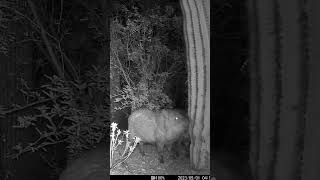 javelina tear into a fence and a cactus. #javelina #gamecam #tucson #wildlife