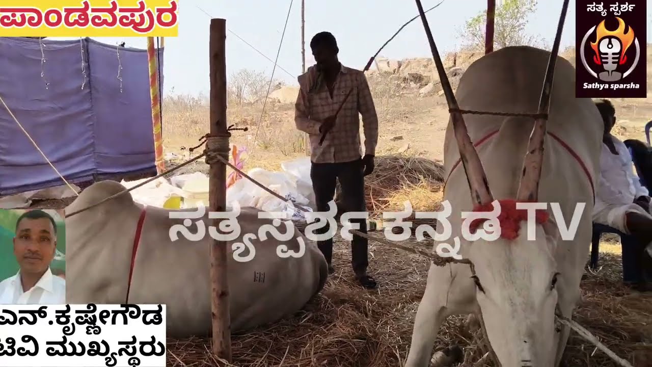 ಬೇಬಿ ಜಾತ್ರೆಯಲ್ಲಿ ಕಣ್ಮನ ಸೆಳೆಯುತ್ತಿರುವ ರಾಸುಗಳು...