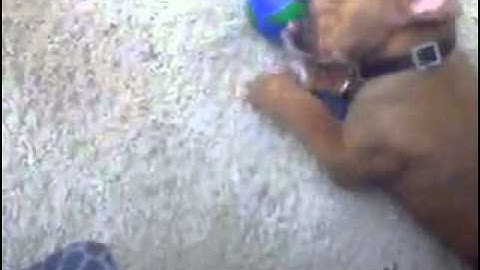 Teaching Apollo how to fetch