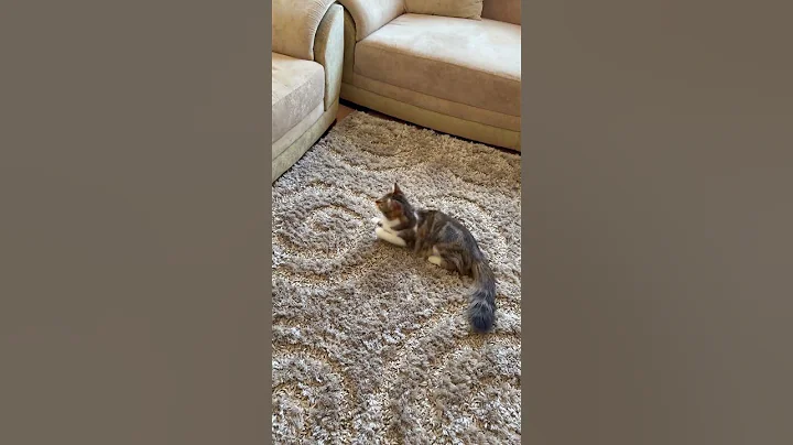 Watch the video about #funny #pets #catcomedy #catvideos #cat #kitten #cute #catlover #animals #catshorts #cats #kitty