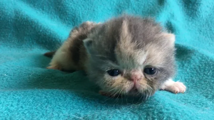 Watch the video about Dilute calico exotic shorthair