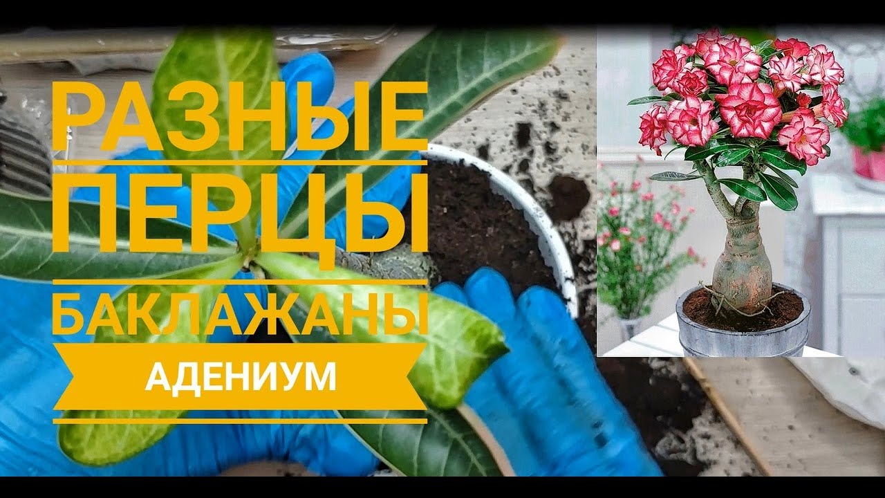 Готовлюсь к сезону, посадка перца, баклажанов и пересадка адениума