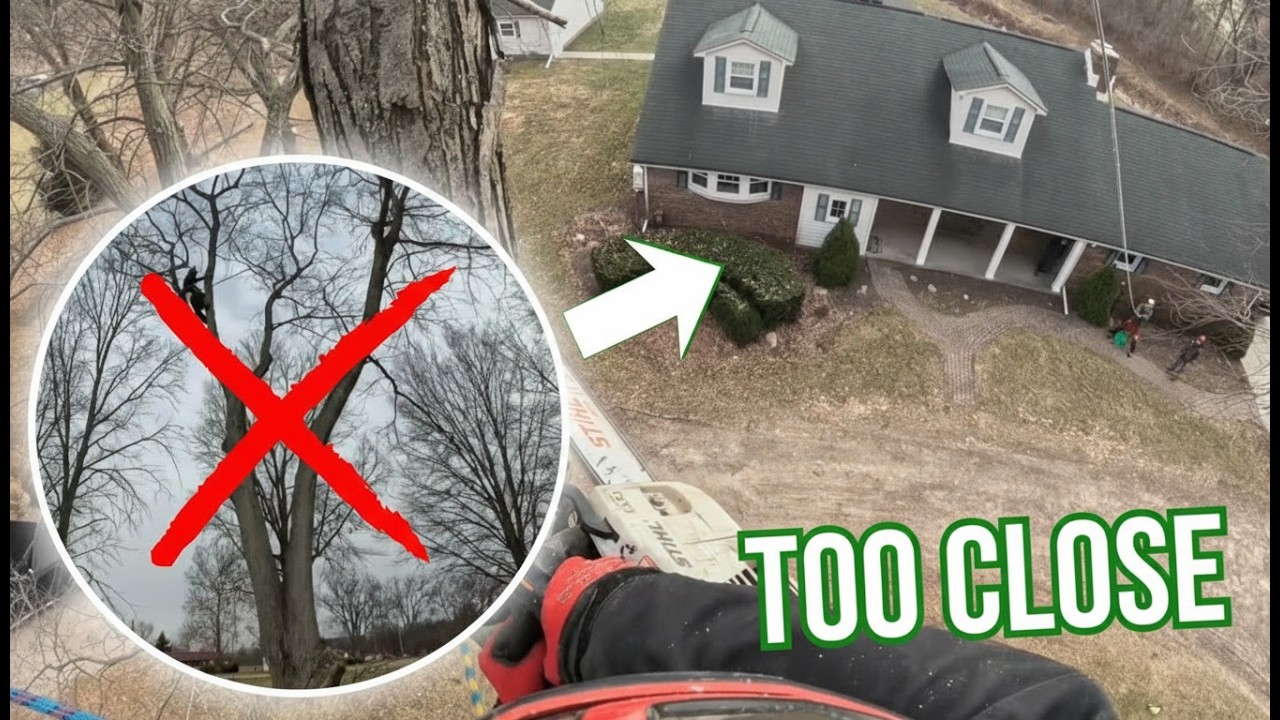 Опасный серебристый клен рядом с домом | Гниение и нестабильность