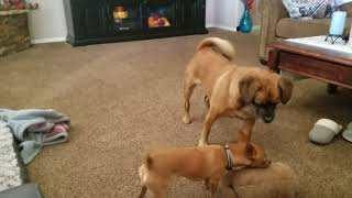 Dog Play by Brad Taft 9 views 6 years ago 1 minute, 12 seconds