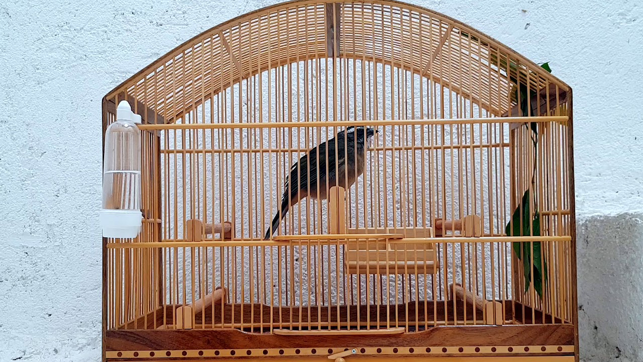 Зеленокрылый сальтатор много выслеживает на рассвете, чтобы стимулировать самцов.