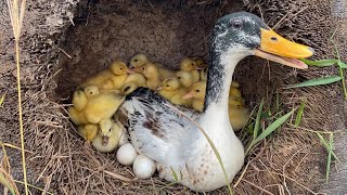 The duck lays her eggs#The #duck #lays #her #eggs