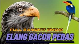 Spicy Gacor Javanese Eagle Evokes Sluggish Bird Emotions