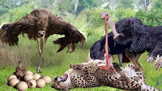 Courageous Ostrich Fights With Hungry Cheetahs To Survive And Protect Baby Birds From The Scary Hunt