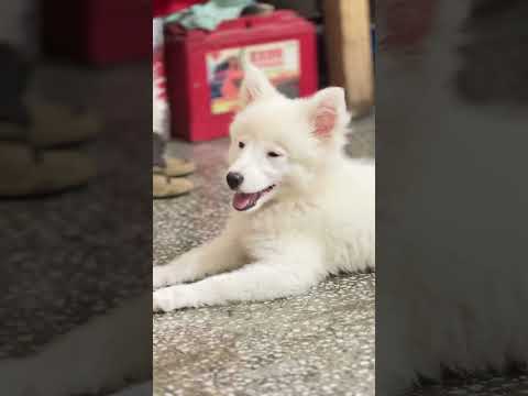 Simba Feeling Sleepy Ohno Ohno Ohnonono Cutie Cute Puppylove Simba Youtube Funny Shorts 