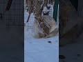 Умывашки у Джасти #дикийзаяц #bunny #hare #cute