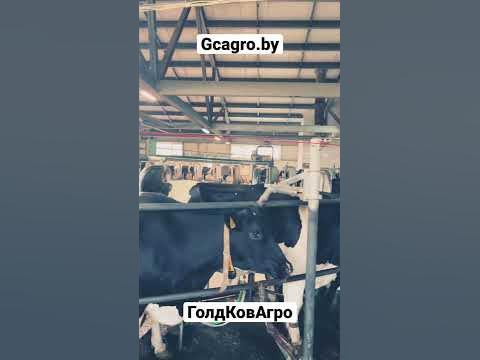 Дойка коров - карусель 🐄 - YouTube