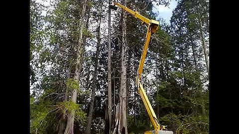 Eager Beaver Tree Service in Bellingham, WA