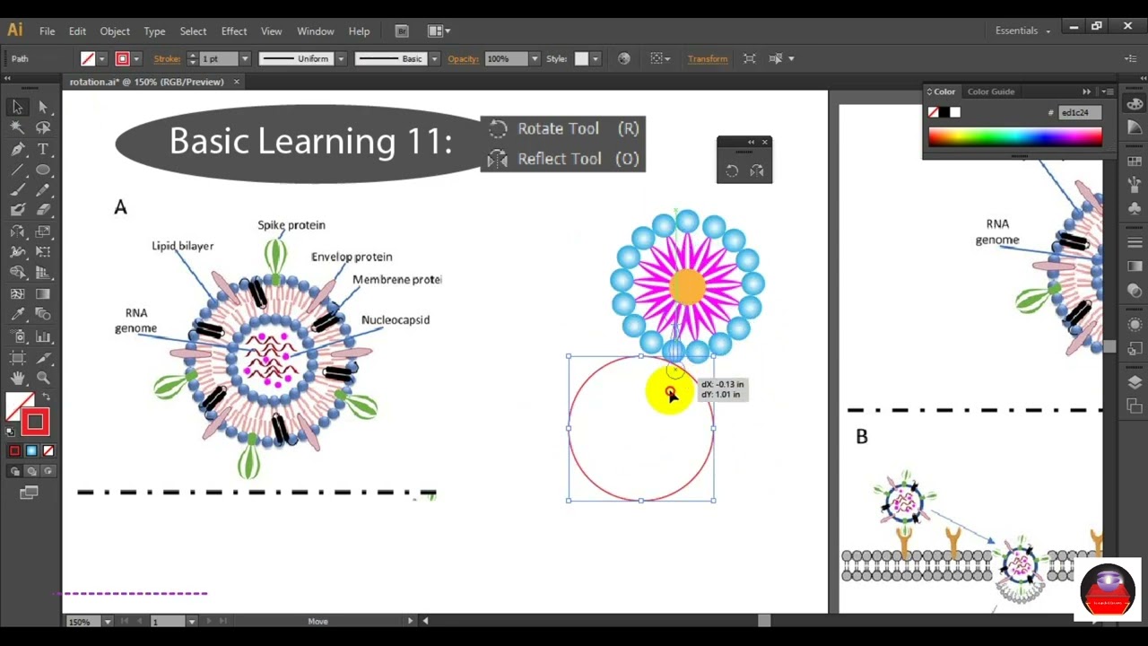 How to use Rotation & Reflection tools for scientific illustration in Adobe illustrator