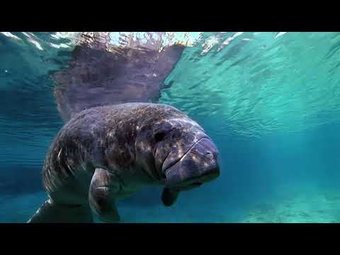 PADI | Diving the Florida Keys