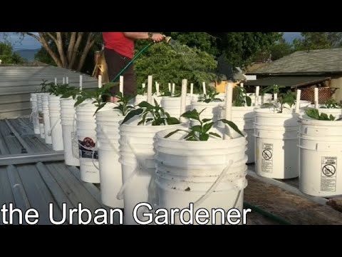 rooftop-gardening-|-growing-peppers-2017-|-part-3-|-episode-19