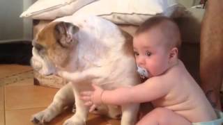 Happy Baby With English Bulldog