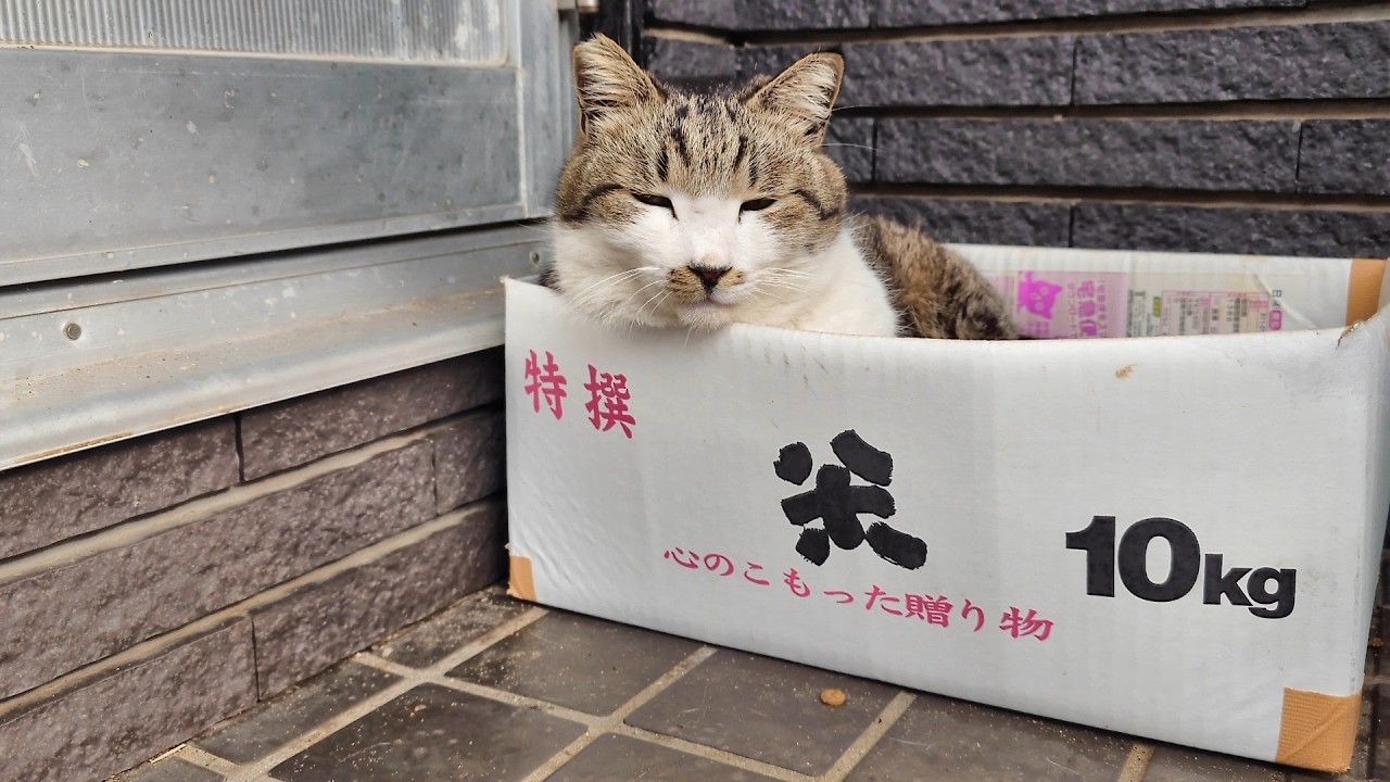 今週の島猫さんたち～雨が降った後～