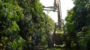 Mango Pruning Technologies,  Israel – August 2015