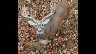 Drone flight over whitetail deer