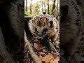 Hedgehog POV Building a Hidden Nest Under the Forest Floor 🦔#shorts  #wildlife #pov