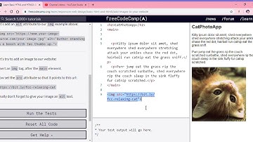 Learn Basic HTML and HTML5  Add Images to Your Website   freeCodeCamp