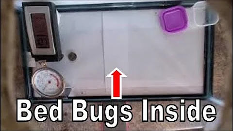 Bed Bug Heat Treatment