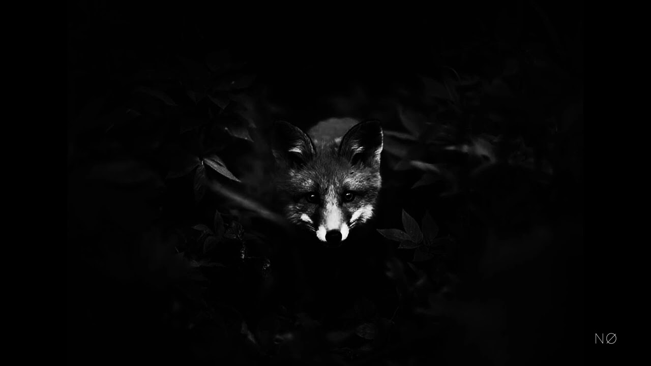 NØ - La Jeune Fille Et Le Renard ( Chanson originale )