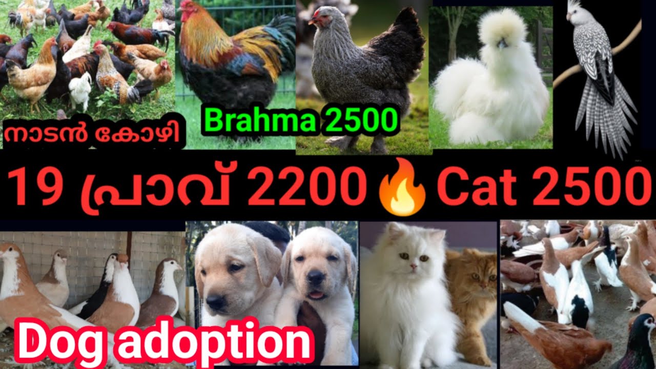19 2200 Persian Cat 2500 Dog Adoption Cocktail Lab silky puppys 19-2200-persian-cat-2500-dog-adoption-cocktail-lab-silky-puppys