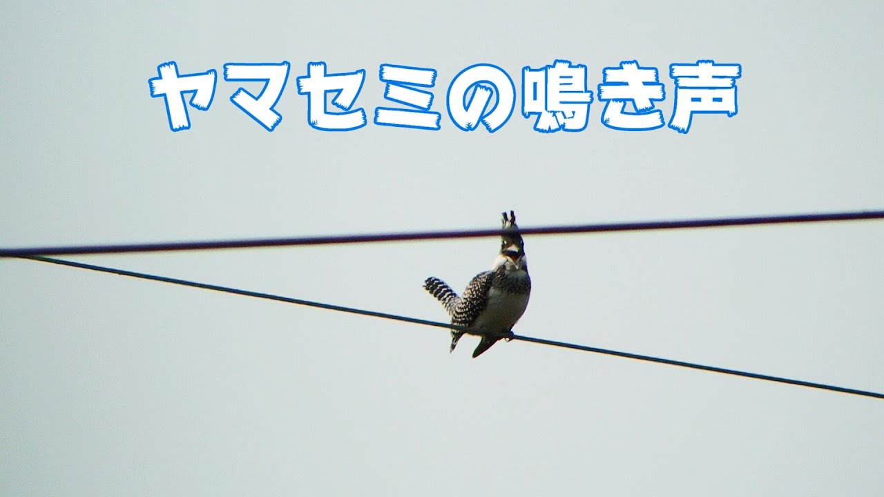 ヤマセミの鳴き声 Youtube