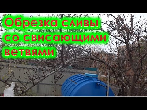Обрезка сливы со свисающими ветвями