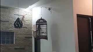 Sikatan Londo jika sdh top performance suaranya keras dan pedes sekali