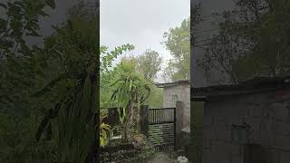 The sound of rain during the day #shorts