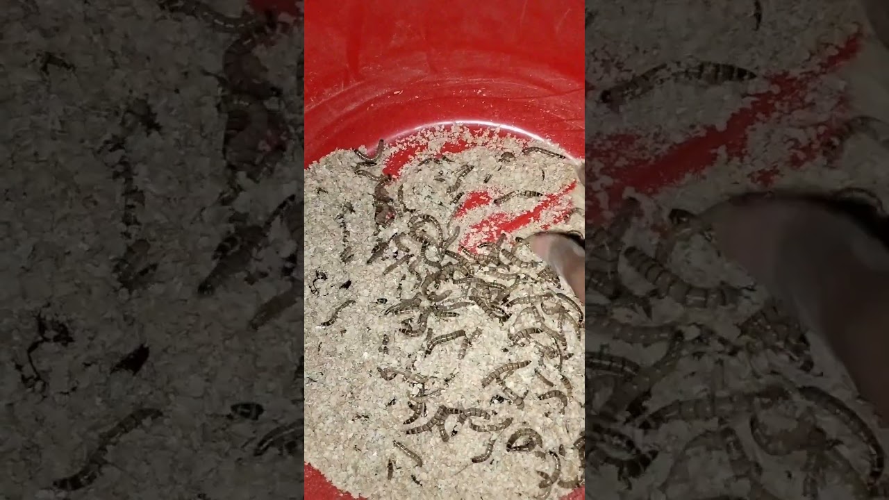 Super Worm 🐛! best food for exotic fish and pets 🥰 