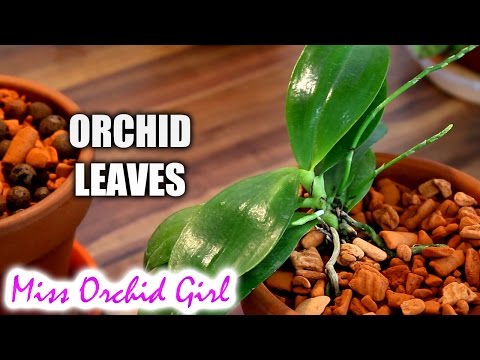Orchid leaves - Purpose, functions and features