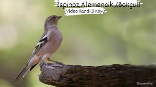 İspinoz - Alemencik (Bokçul)