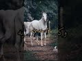 اذا بلغ أحدكم اربعين سنه فلياخذ حذره من الله اذا بلغ أحدكم اربعين سنه فلياخذ حذره من الله