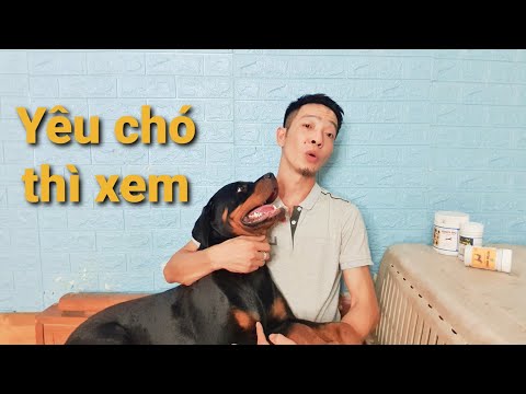 Video: Mất Chó, Phải Làm Sao?