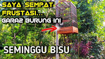 Burung sirtu gacor tiba-tiba macet total parah, jangan panik