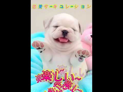超かわいい🐶ブルドッグが🎶歌う『恋愛サーキュレーション』｜癒し確定！#ブルドッグ #かわいい #恋愛サーキュレーション #犬動画 #ショート動画 #癒し #ペット