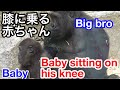 Gentaro is like kintaro's real dad🌸ゲン兄の未来像⭐️ゲンタロウがキンタロウを膝上で抱っこする【京都市動物園】Gorilla ゴリラ