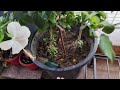 🌺 Hibiscus Plant Care Guide | Grow Healthy &amp; Blooming Hibiscus at Home 