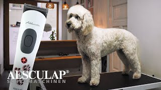 Hundeschur mit der Aesculap Akkurata (#GT405) by Aesculap Schermaschinen GmbH 180 views 3 months ago 49 seconds