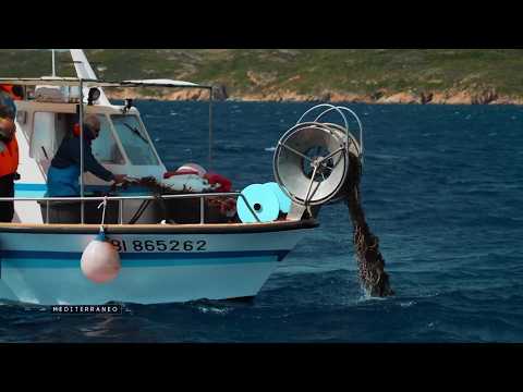 En Corse des spécialistes français et italiens luttent contre les filets fantômes