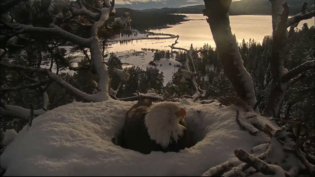 Sunday morning in the nest FOBBV CAM Big Bear Bald Eagle Live Nest