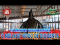 O MELHOR VIDEO DE ESQUENTAR TRINCA-FERRO by TF BARUC trinca-ferro